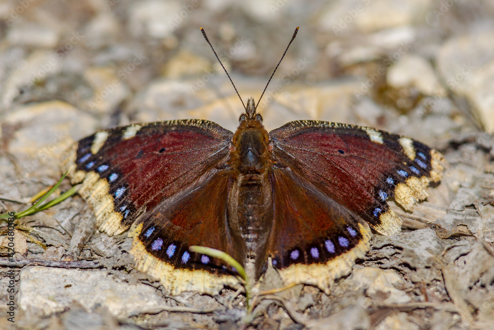 Obraz premium Camberwell beauty butterfly