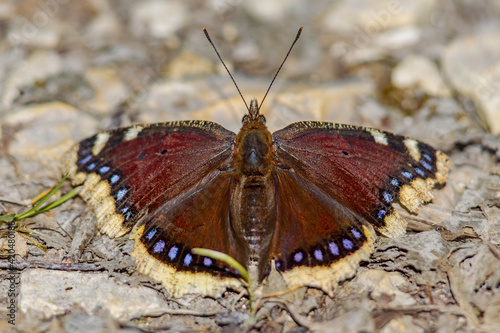 Camberwell beauty butterfly photo