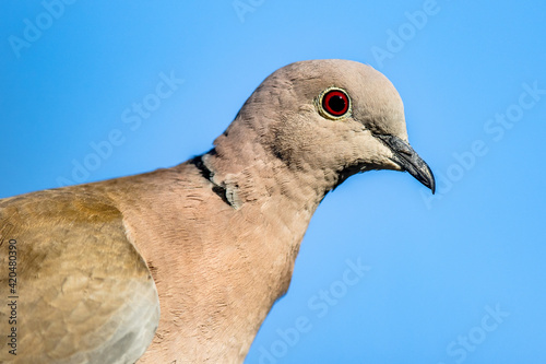 Eurasian collared dove perched on branch © creativenature.nl