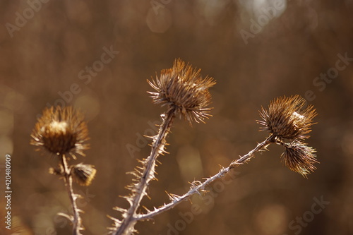 Sharp thorn plant in sunny brown bokeh