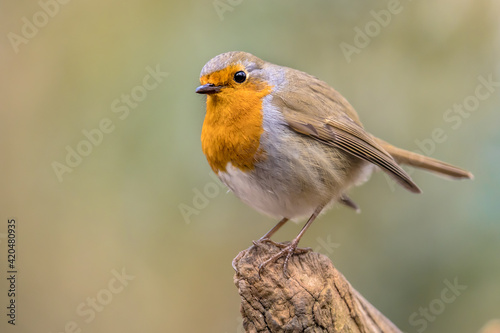 Red Robin bird in ecological garden