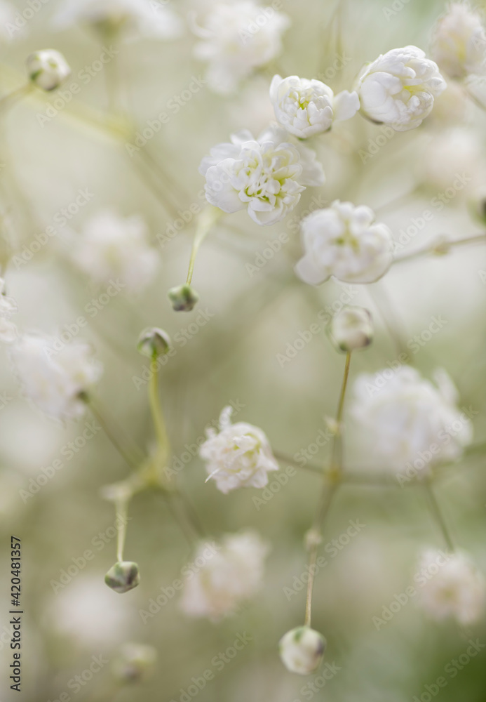 Baby's Breath Flowers on White Background Baby's Breath Flowers on White Background