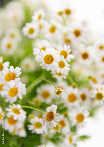 Close up of Chamomile Flowers © Anna Hoychuk