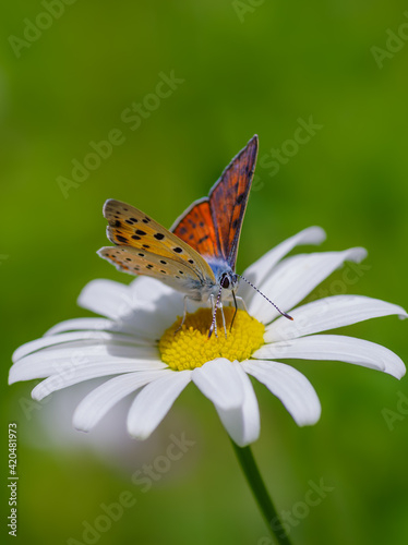 Copper butterfly on flower © Dmytro Surkov