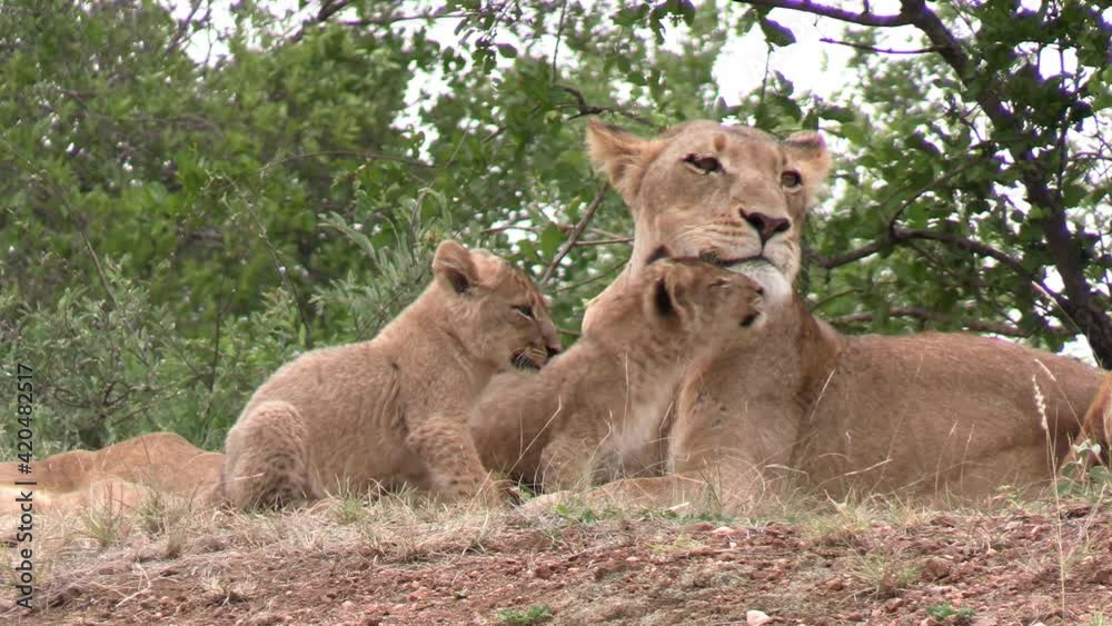 Young adorable lion cubs having fun in grass and cuddiling with lioness in wild landscape of african savanna Young adorable lion cubs having fun in grass and cuddiling with lioness in wild landscape of african savanna