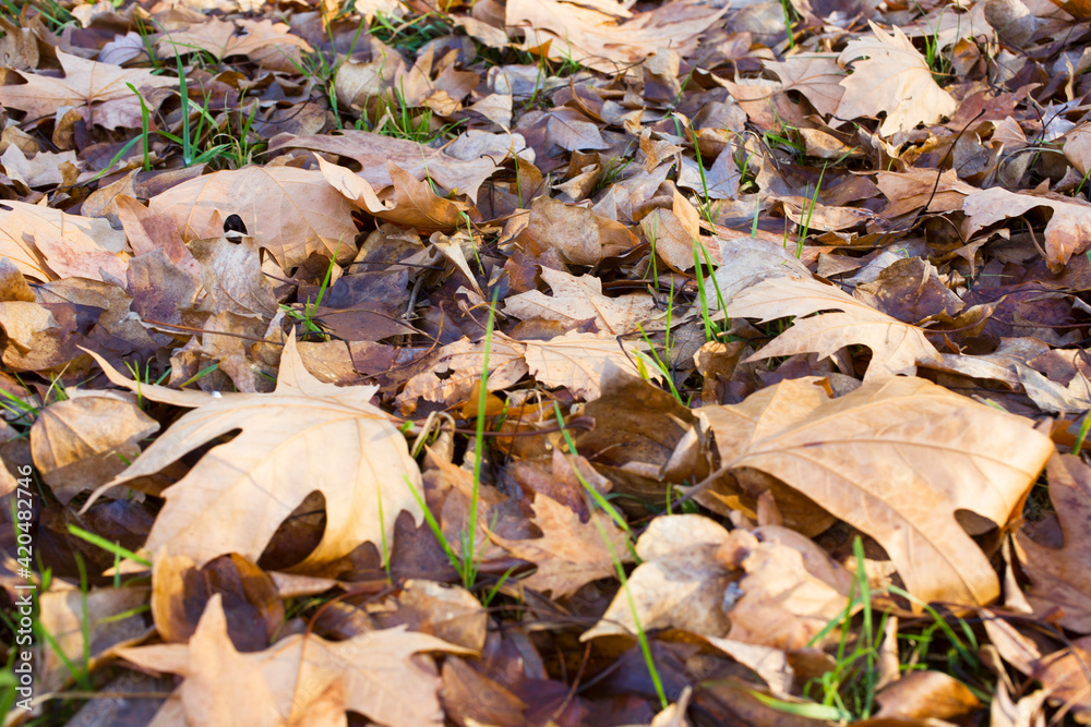 Naklejka premium brown background of autumn leaves. Outdoors. The colorful background image of fallen autumn leaves is perfect for seasonal use