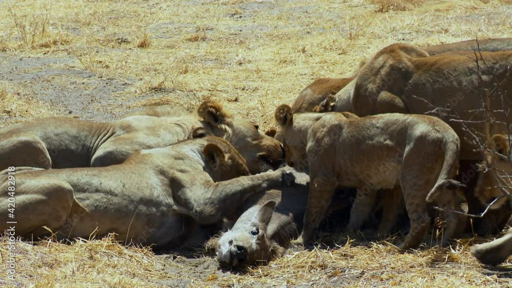Wide shot of a lion pride feasting on a kudu antelope, Botswana wilderness. Wide shot of a lion pride feasting on a kudu antelope, Botswana wilderness.