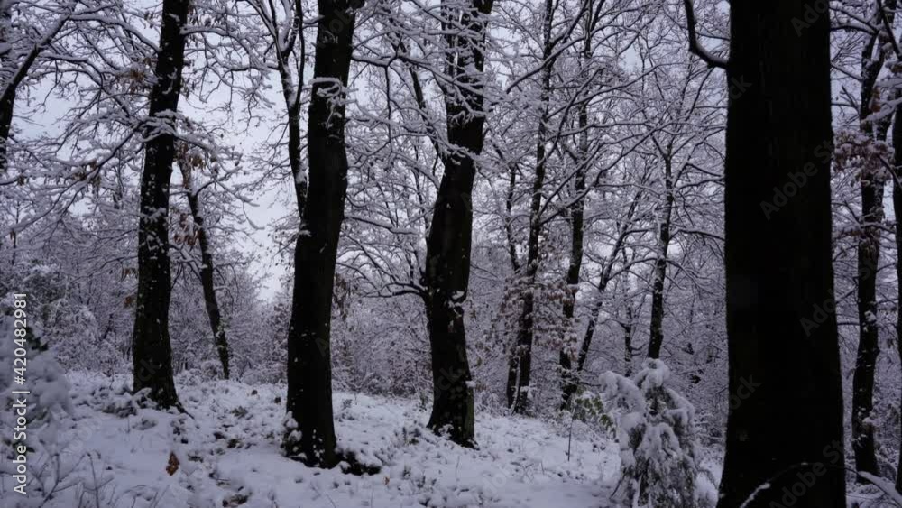 Walk through quiet forest with leafless trees covered in white snow Walk through quiet forest with leafless trees covered in white snow