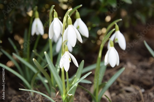Snowdrops blooming in spring garden, springtime in garden, closeup of flowers