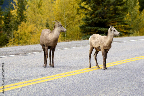 Fototapeta Naklejka Na Ścianę i Meble -   Alberta Canada white-tailed deer on the road