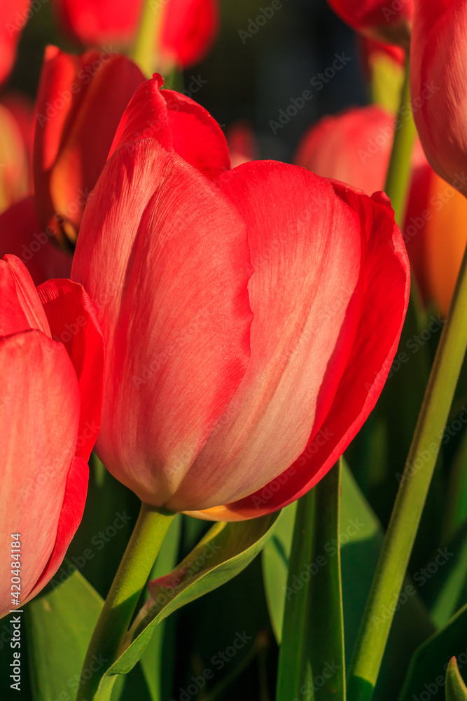 Tulips with petals in detail in the sunshine. Several red flowers of the plant with green stem and leaves in spring. Background with more flowers. Tulips with petals in detail in the sunshine. Several red flowers of the plant with green stem and leaves in spring. Background with more flowers.