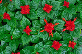 Plantation of bright red flowers with green leaves in garden in orangery