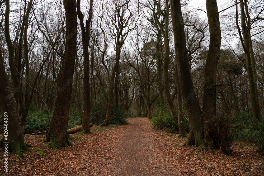 Bois du Breuil, Normandie Bois du Breuil, Normandie