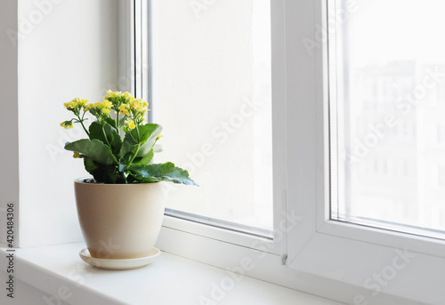 plants in pots on white windowsill indoor