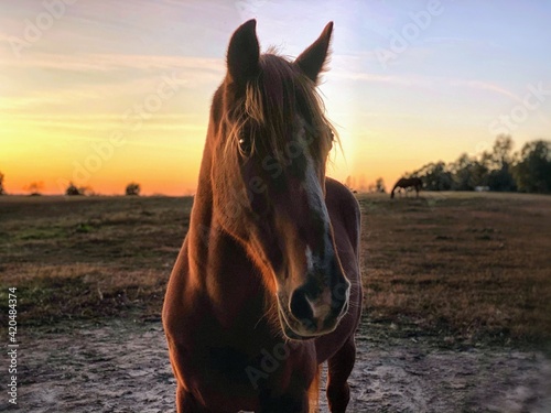 Sky
Sunset
Horse