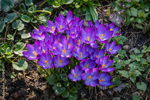 Blooming crocuses Ruby Giant. Delicate petals of Ruby Giant crocus on blurred background of greenery of garden. Close-up. Clear sunny spring day. Nature concept for design.