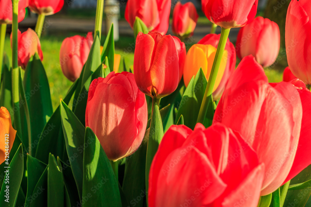 Several tulips in the morning in the garden. Closed flowers of the plants in spring in the sunshine. Structures of red petals in detail with green leaves. Plant genus in the lily family Several tulips in the morning in the garden. Closed flowers of the plants in spring in the sunshine. Structures of red petals in detail with green leaves. Plant genus in the lily family