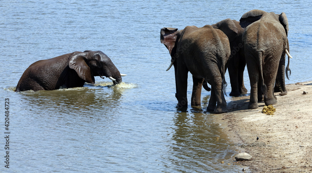 Group of male elephants at the edge of a water hole, South Africa
