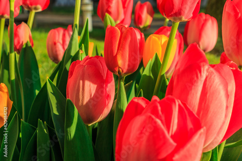Several tulips in the morning in the garden. Closed flowers of the plants in spring in the sunshine. Structures of red petals in detail with green leaves. Plant genus in the lily family
