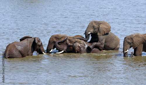 Group of male elephants playing in a water hole  South Africa 
