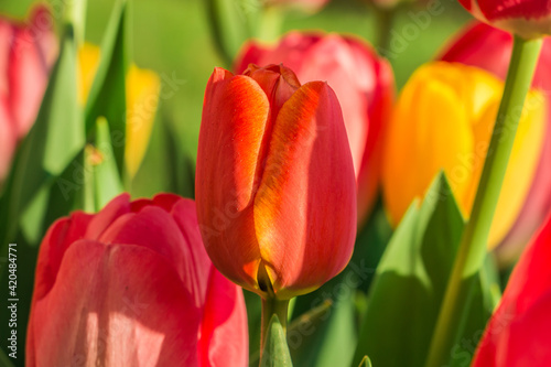 Blossom of a tulip in the sunshine. Yellow red and orange colors of the petals. Green flower stems and leaves. Detail shot of several flowers in the park at spring. Soft bokeh in the background