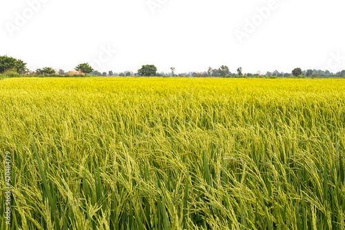 Beautiful yellow rice fields Phi chit Province