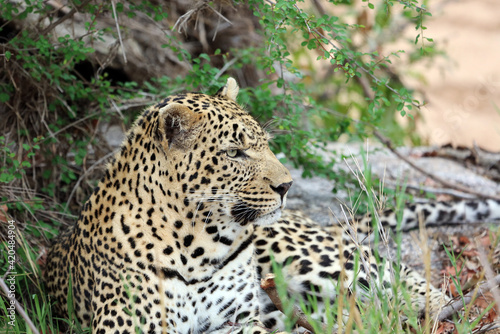 Leopard resting among bushes  South Africa 