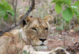 Lioness resting among bushes, South Africa
