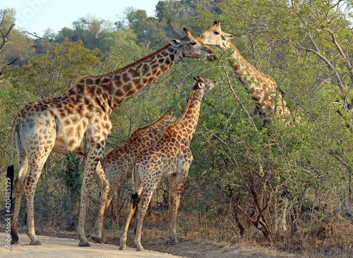 Two adult giraffe and two babies  South Africa 