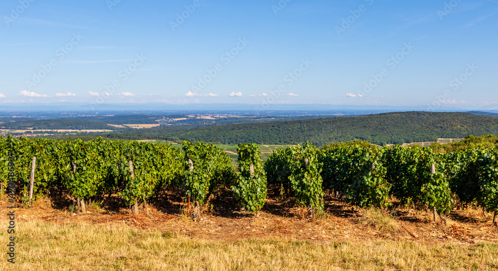 Obraz premium Landscape with vines in the rolling hills near Macon in France, Europe
