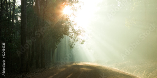 Sun bursting through trees over a country road