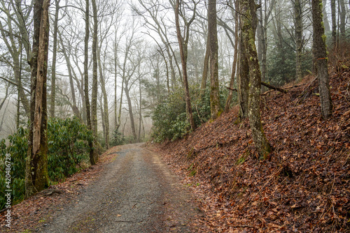 Dirt gravel road through appalachian forest in the mist and fog, trees, winter, rhododendron