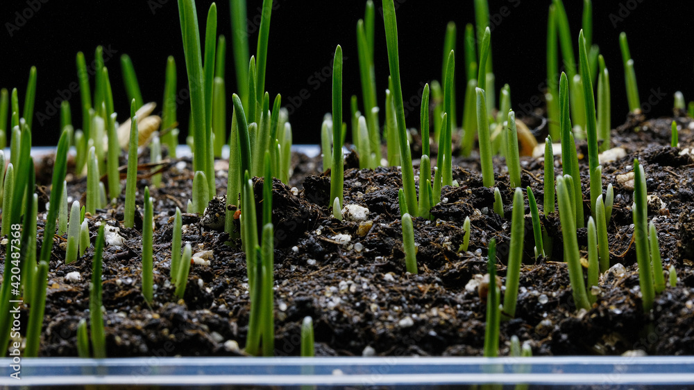 Obraz premium Oat Grass growing on black background. Germination and growth of grass