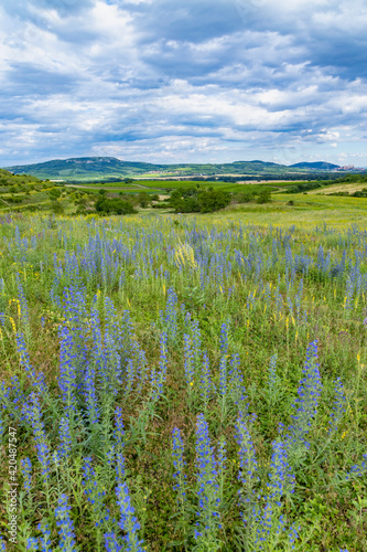 Spring landscape in Palava near Dolni Dunajovice, Southern Moravia, Czech Republic