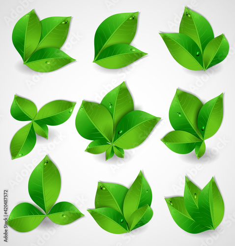 Set of realistic collection of green leaves. Vector illustration