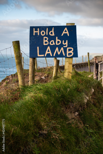 Hold a baby lamb sign in rural area