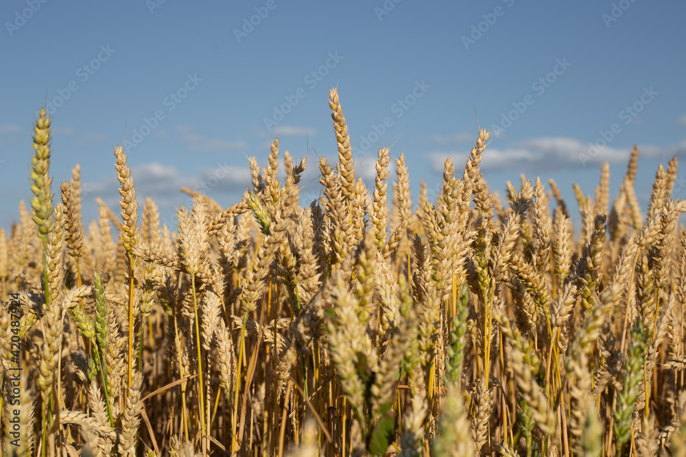 field in summer field in summer