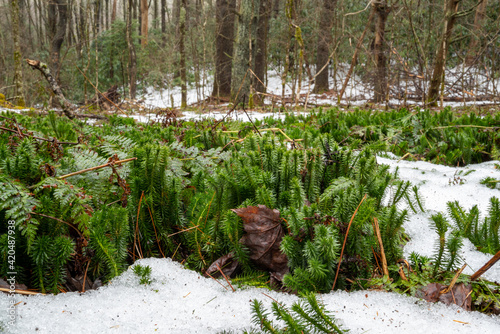 Shining clubmoss (Huperzia lucidula) in snow, winter forest, North Carolina, Appalachia, nature scene, firmoss photo