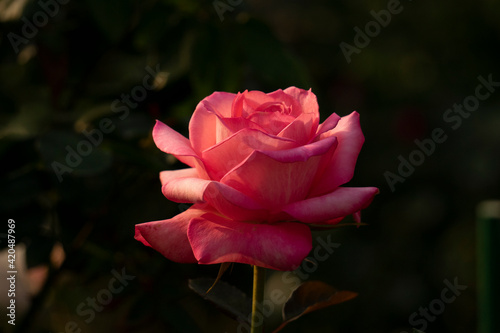 pink rose in the garden © MingChu