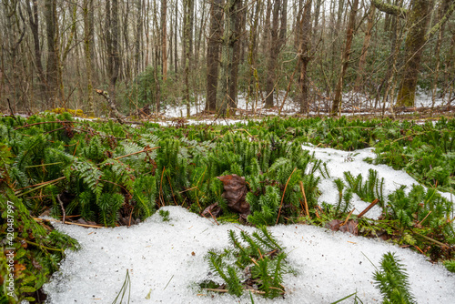 Φωτογραφία Shining clubmoss (Huperzia lucidula) in snow, winter forest, North Carolina, App
