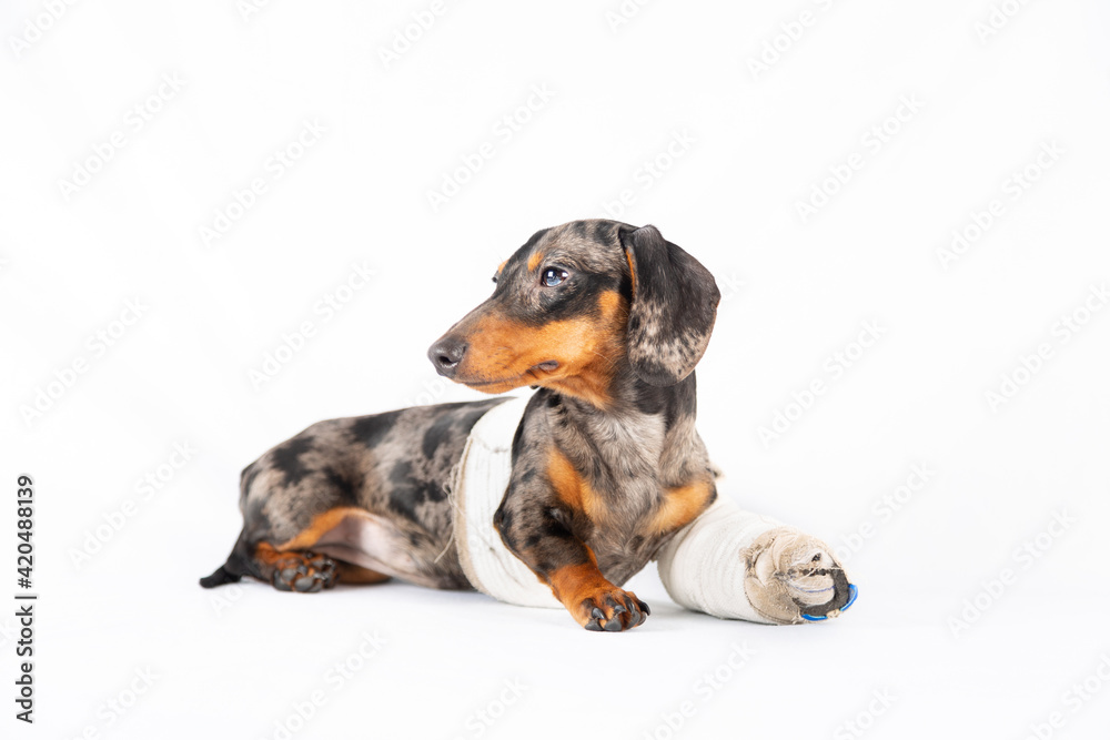 Chiot teckel avec une patte cassée sur un fond blanc Stock Photo Adobe Stock