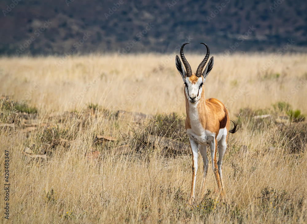 South African springbok in the savannah watching out for predators ...
