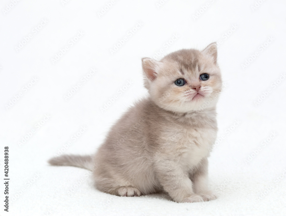 small British kitten sits on a white blanket. small British kitten sits on a white blanket.
