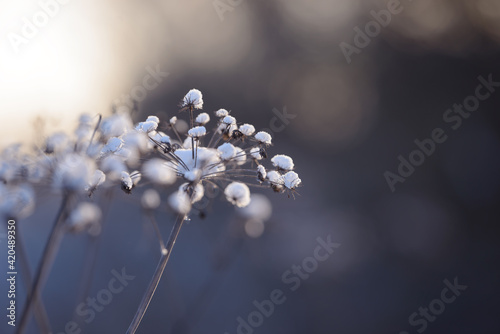 Dry branches of grass and flowers on a winter snowy field. Seasonal cold nature background. Winter landscape details. Wild plants frozen and covered with snow and ice in meadow.
