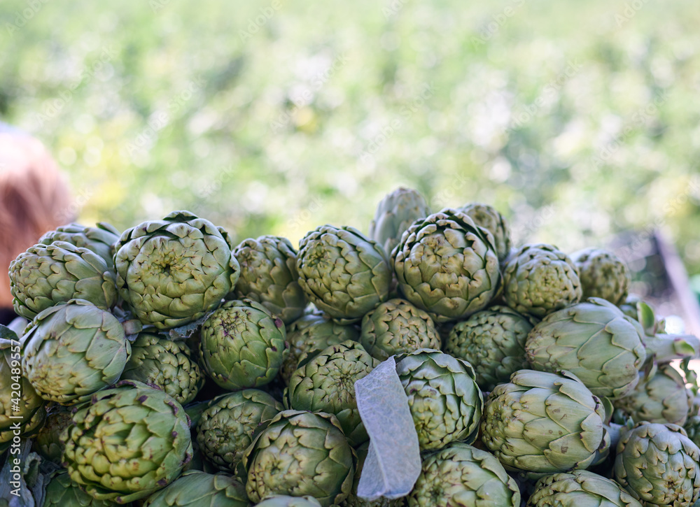 Fresh artichokes at farmers markets Fresh artichokes at farmers markets