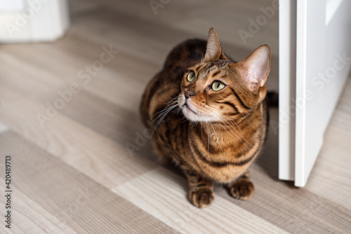 Portrait of a domestic Bengal cat. The kitten sits in a light interior near the door.