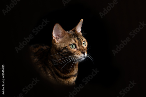 Portrait of a Bengal domestic cat on a black background.