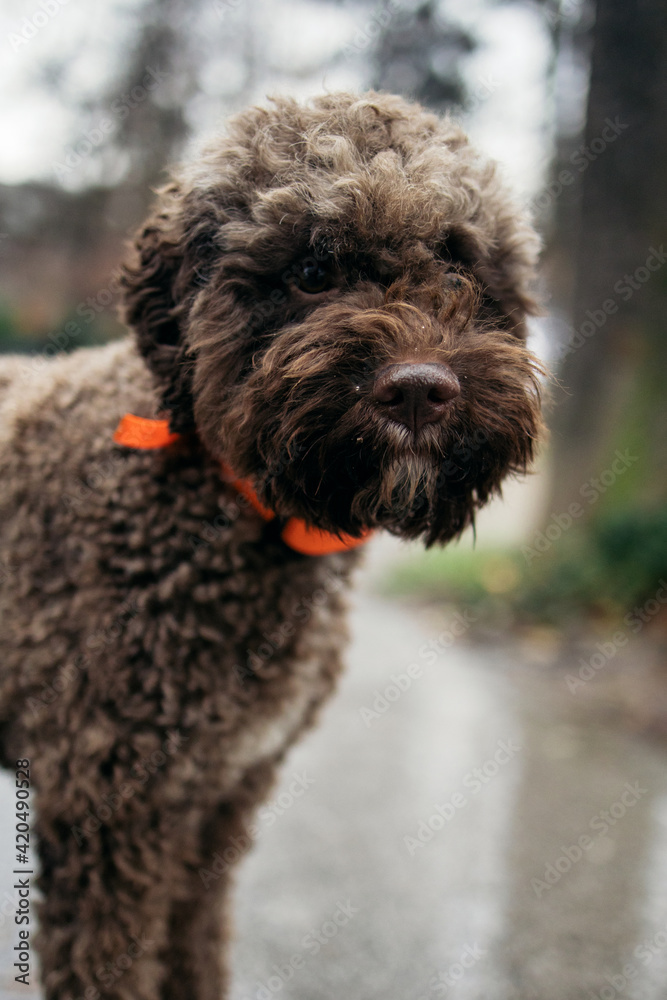 Trained Dog Breed Lagotto Romagnolo In Nature. Trained Dog Breed Lagotto Romagnolo In Nature.