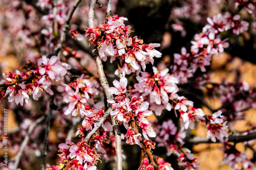 Pink Almond trees in bloom under blue sky Pink Almond trees in bloom under blue sky