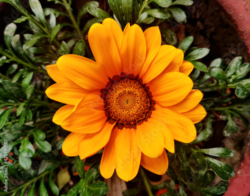 Gazania linearis,Gazania linearis is a species of flowering plant in the daisy family known by the common name treasure flower. © Nature Clicks